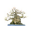 Trident maple, 18 cm, ± 40 years old, with an impressive treethrunk