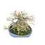 Trident maple, 18 cm, ± 40 years old, with an impressive treethrunk