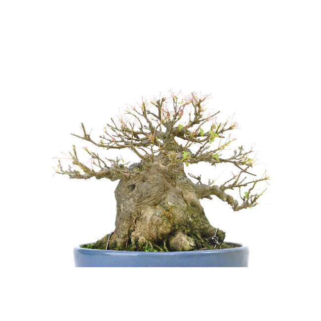 Arce tridente, 18 cm, ± 40 años, con un impresionante tronco de árbol