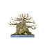 Trident maple, 18 cm, ± 40 years old, with an impressive treethrunk