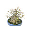 Trident maple, 18 cm, ± 40 years old, with an impressive treethrunk