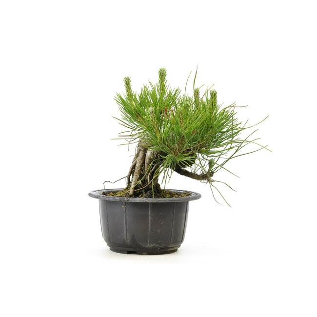Japanese black pine, 13,2 cm, ± 18 years old