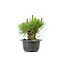 Japanese black pine, 13,2 cm, ± 18 years old