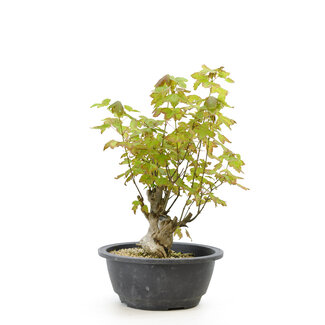 Trident maple, 25 cm, ± 10 years old