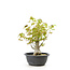 Trident maple, 25 cm, ± 10 years old