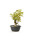 Trident maple, 25 cm, ± 10 years old