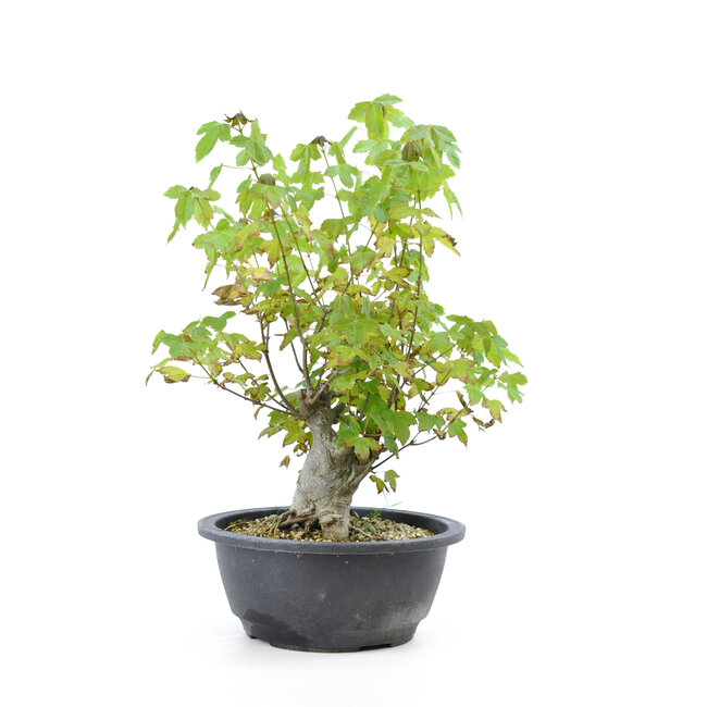 Trident maple, 23 cm, ± 10 years old