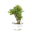 Trident maple, 27,1 cm, ± 8 years old