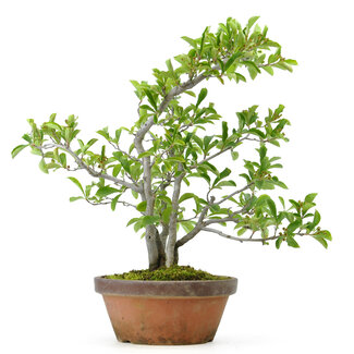 Photinia villosa, 40 cm, ± 25 ans