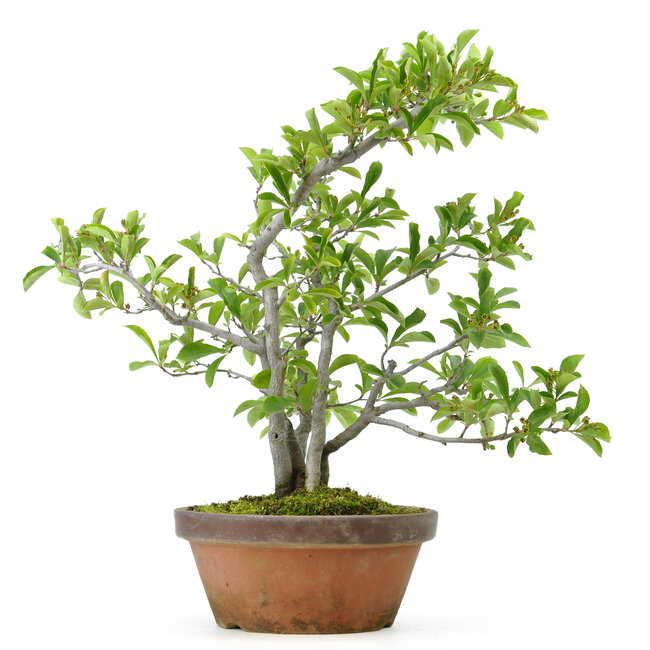 Photinia villosa, 40 cm, ± 25 anni