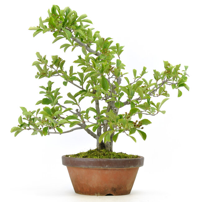 Photinia villosa, 40 cm, ± 25 Jahre alt