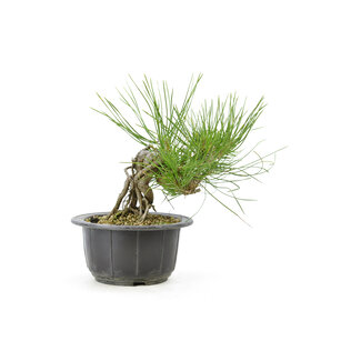 Japanese black pine, 19,1 cm, ± 18 years old