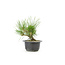 Japanese black pine, 19,1 cm, ± 18 years old