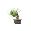 Japanese black pine, 19,1 cm, ± 18 years old