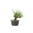 Japanese black pine, 19,1 cm, ± 18 years old