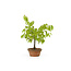 Japanese greybark elm, 17 cm, ± 12 years old