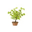 Japanese greybark elm, 17 cm, ± 12 years old