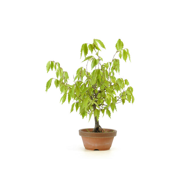 Olmo de corteza gris japonés, 17 cm, ± 12 años