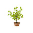 Japanese greybark elm, 17 cm, ± 12 years old