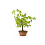 Japanese greybark elm, 17 cm, ± 12 years old