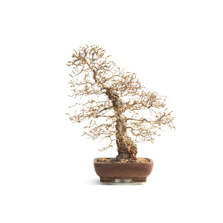 Carpino coreano, 55 cm, ± 30 anni