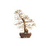 Korean hornbeam, 55 cm, ± 30 years old