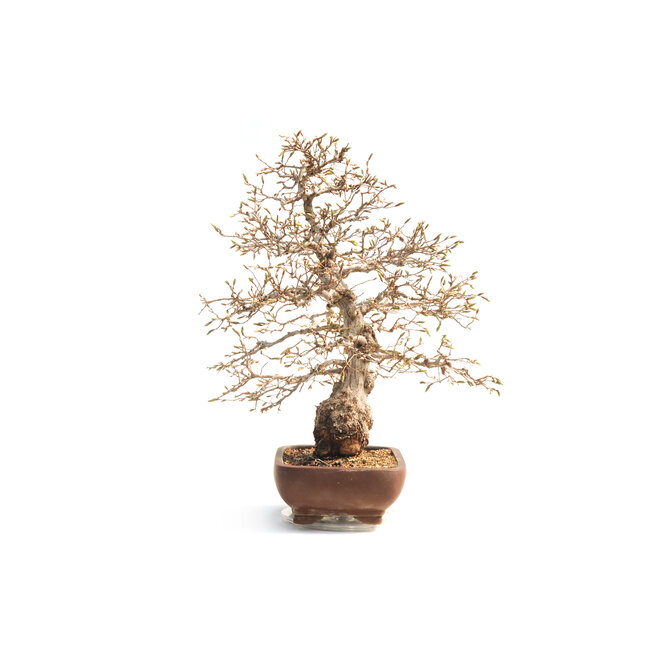 Korean hornbeam, 55 cm, ± 30 years old