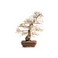 Korean hornbeam, 55 cm, ± 30 years old