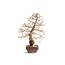 Korean hornbeam, 55 cm, ± 30 years old