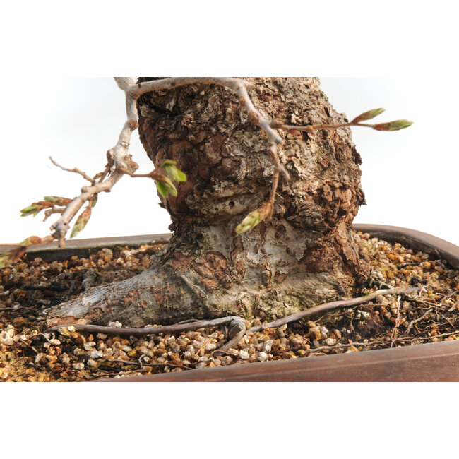 Carpe coreana, 55 cm, ± 30 años