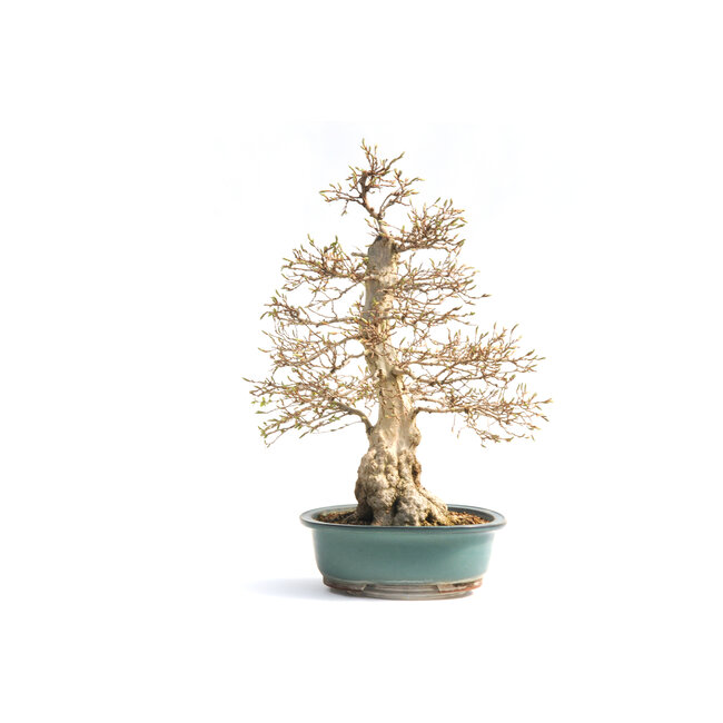 Koreaanse haagbeuk, 65 cm, ± 55 jaar oud (yamadori) met een nebari van 22 en een boomstam van 10 cm in diameter