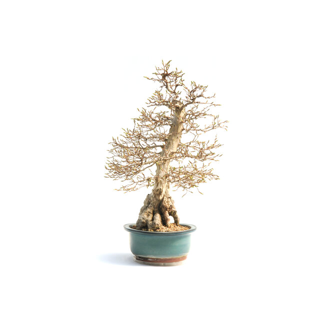 Koreanische Hainbuche, 65 cm, ± 55 Jahre alt (Yamadori) mit einem Nebari von 22 und einem Baumstamm von 10 cm Durchmesser