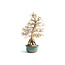 Carpino coreano, 65 cm, ± 55 anni (yamadori) con un nebario di 22 e un tronco d'albero di 10 cm di diametro