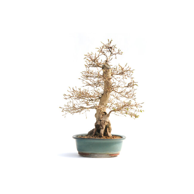 Carpino coreano, 65 cm, ± 55 anni (yamadori) con un nebario di 22 e un tronco d'albero di 10 cm di diametro