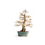 Korean hornbeam, 65 cm, ± 55 years old (yamadori) with a nebari of  22 and a tree trunk of 10 cm in diameter