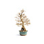 Carpino coreano, 65 cm, ± 55 anni (yamadori) con un nebario di 22 e un tronco d'albero di 10 cm di diametro