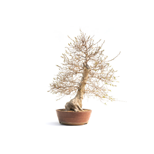 Carpino coreano, 72 cm, ± 55 anni (yamadori) con un nebario di 16 e un tronco d'albero di 15 cm di diametro