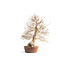 Korean hornbeam, 72 cm, ± 55 years old (yamadori) with a nebari of  16 and a tree trunk of 15 cm in diameter