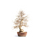 Korean hornbeam, 72 cm, ± 55 years old (yamadori) with a nebari of  16 and a tree trunk of 15 cm in diameter