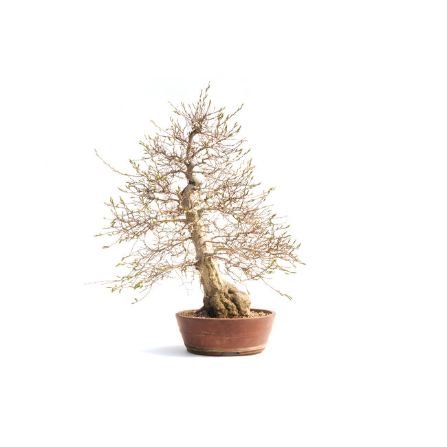 Korean hornbeam, 72 cm, ± 55 years old (yamadori) with a nebari of  16 and a tree trunk of 15 cm in diameter