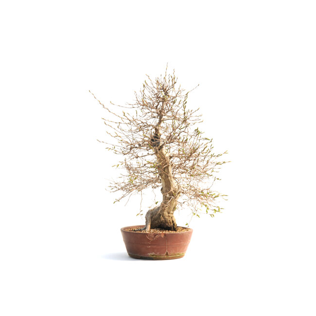 Koreaanse haagbeuk, 72 cm, ± 55 jaar oud (yamadori) met een nebari van 16 en een boomstam van 15 cm in diameter