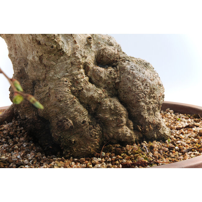 Charme coréen, 72 cm, ± 55 ans (yamadori) avec un nebari de 16 et un tronc d'arbre de 15 cm de diamètre