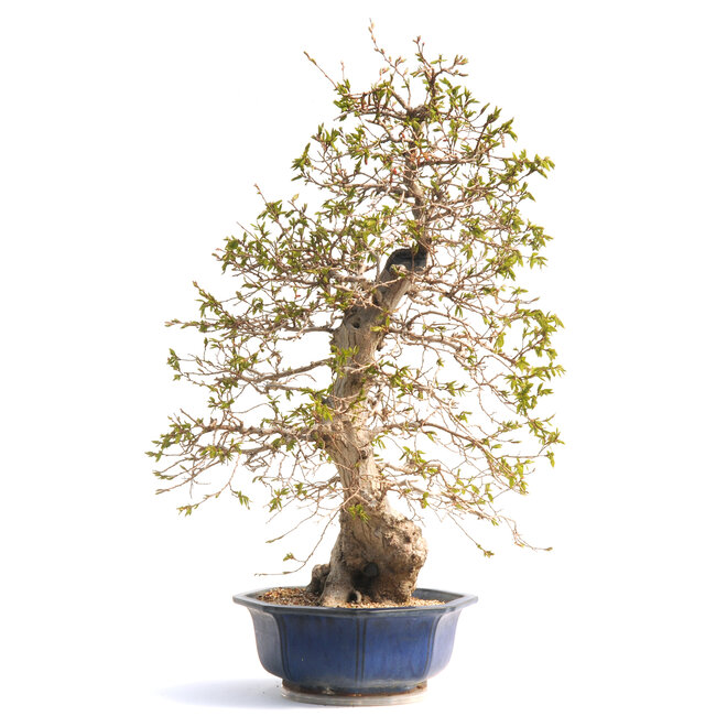 Charme coréen, 76 cm, ± 50 ans (yamadori) avec un nebari de 20 et un tronc d'arbre de 15 cm de diamètre