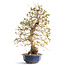 Charme coréen, 76 cm, ± 50 ans (yamadori) avec un nebari de 20 et un tronc d'arbre de 15 cm de diamètre