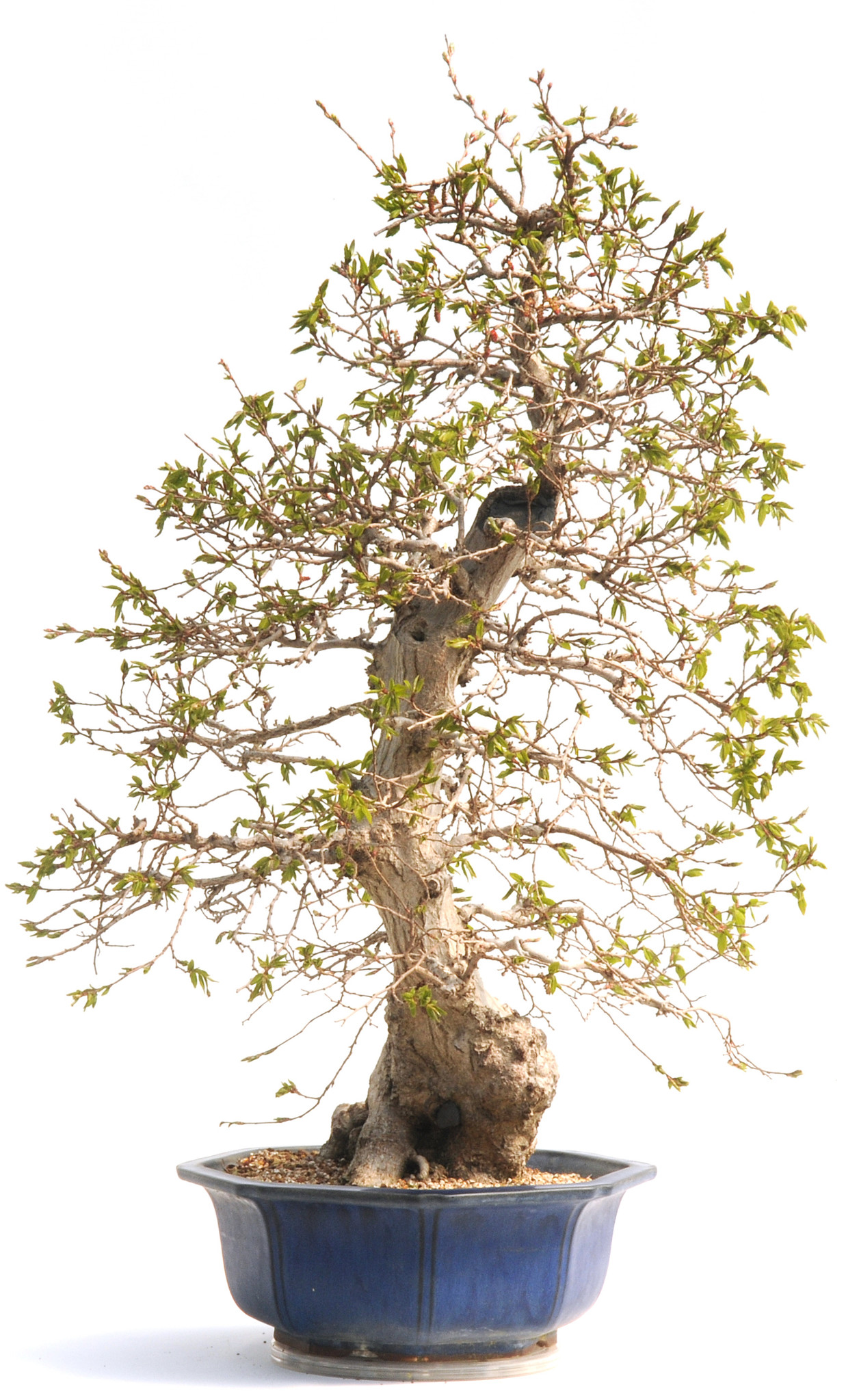herons bonsai shop Bonsai Classes at Heron Head's Park EcoCenter – Bonsaify main image 0
