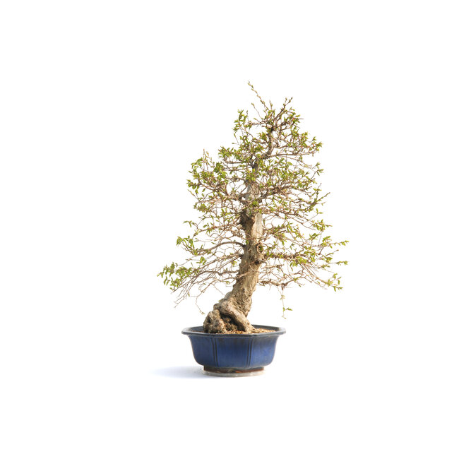 Korean hornbeam, 76 cm, ± 50 years old (yamadori) with a nebari of 20 and a tree trunk of 15 cm in diameter
