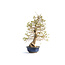 Charme coréen, 76 cm, ± 50 ans (yamadori) avec un nebari de 20 et un tronc d'arbre de 15 cm de diamètre