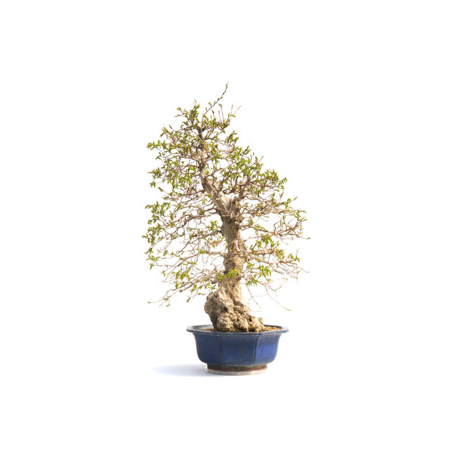 Carpino coreano, 76 cm, ± 50 anni (yamadori) con un nebario di 20 e un tronco d'albero di 15 cm di diametro