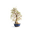 Charme coréen, 76 cm, ± 50 ans (yamadori) avec un nebari de 20 et un tronc d'arbre de 15 cm de diamètre