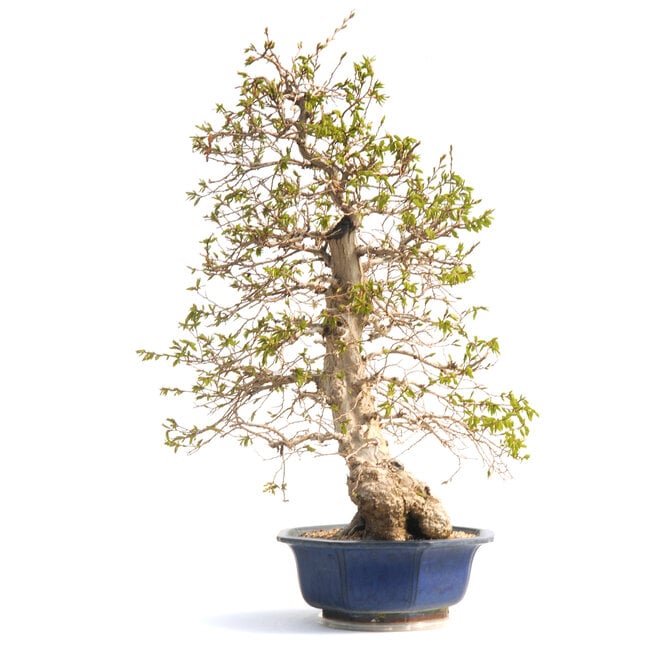 Carpe coreana, 76 cm, ± 50 años (yamadori) con un nebari de 20 y un tronco de árbol de 15 cm de diámetro